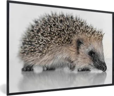 Produktbild von MuchoWow® Gerahmtes Poster Igel auf weißem Hintergrund 90x60 cm - Poster mit Schwarzem Bilderrahmen Wandposter Rahmen Foto Bilder - Fotorahmen - Foto-Plakat