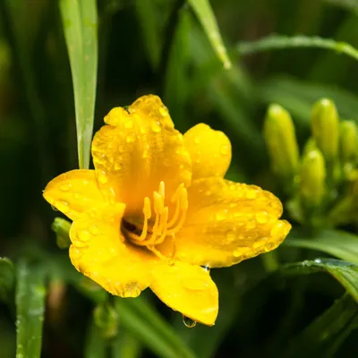 Image de Hemerocallis Stella de Oro, 6 plants, Ø9cm, hauteur 10-25cm, hémérocalle jaune