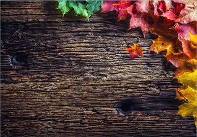 Produktbild von Wallario Fototapete Vliestapete, seidenmatte Oberfläche, einfache Verarbeitung, Größe 300 x 210 cm, Motiv Herbstblätter auf altem Holz