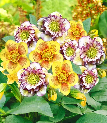 Produktbild von BALDUR Garten 2er Gefüllte Christrosen 'Festival-Mix', Pflanzen im 9x9 cm-Topf, Double Ellen® Picotée und Hantay, winterharte Staude, mehrjährig, bienenfreundlich, pflegeleicht, blühend, Helleborus