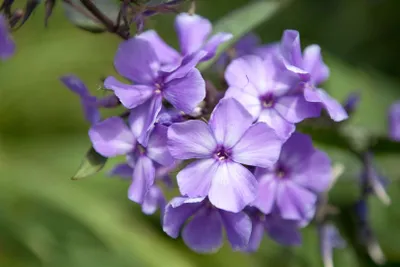 Zdjęcie produktu dla Phlox paniculata 'Blue Paradise', Flammenblume, blau-violett, ok. 11x11 cm Topf