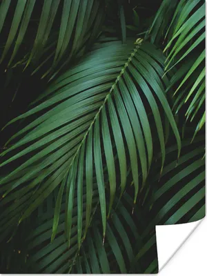Produktbild von MuchoWow® Poster Palmenblätter - Palmen - Tropisch 90x120 cm - Wohnzimmer