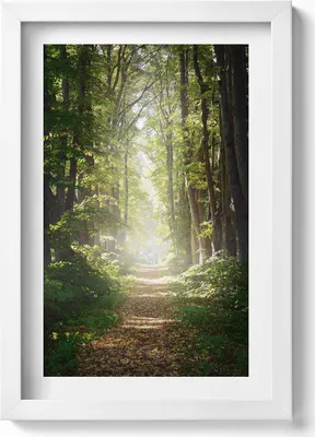 Produktbild von Waldweg zwischen den Bäumen– Wandbild mit Rahmen – Gerahmtes Bild  – Wanddekoration – 20x30 cm – Weiß