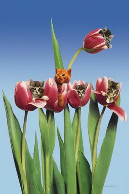 Productafbeelding van Katten in Tulpvelden - Een poster/affiche van 61x91 cm