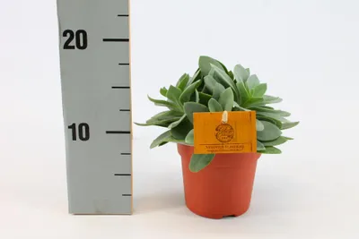 Zdjęcie produktu dla Senecio cephalophorus - 15cm - Ø10.5cm - Roślina doniczkowa - Zimozielony