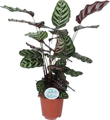 Obrázok produktu pre Marantha s pávím košíkom Calathea Makoyana - Izbová rastlina Ø21cm - výška cca