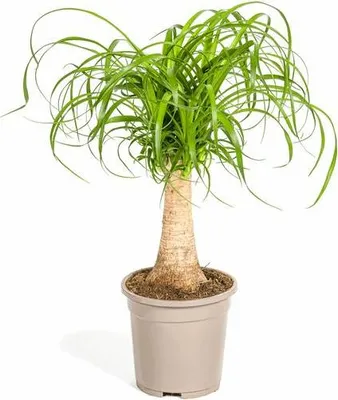Produktbild von Beaucarnea Recurvata Elefantenfuß Zimmerpflanze Ø17cm 40-60cm Pflegeleicht Deko