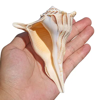 Produktbild von Natürliche Muscheln für Dekorationen und Themenhochzeiten