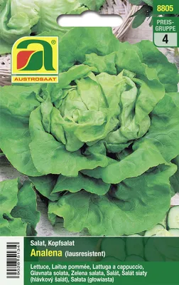 Produktbild von Kopfsalat Analena | Kopfsalatsamen von Austrosaat
