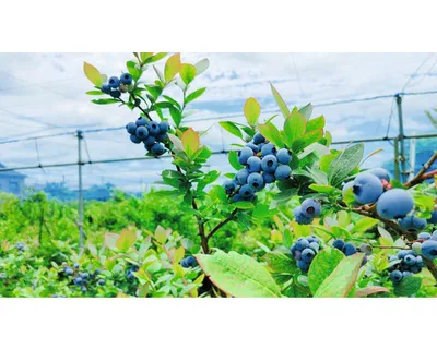 Obrázek produktu pro Borůvkapozdní FloraSelfVaccinium corymbosum 'Berkeley' 30-40 cm květináč 3 l