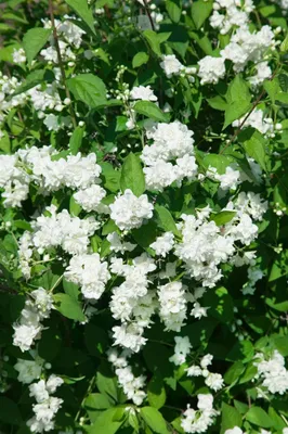 Produktbild von Philadelphus 'Bouquet Blanc', Pfeifenstrauch, weiß, 100–125 cm