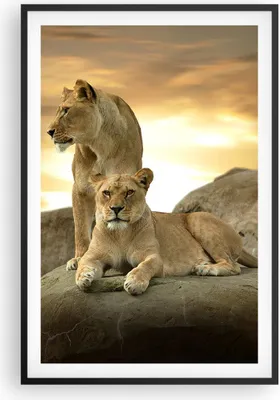 Produktbild von Gerahmtes Poster - Schwarzer Rahmen - Löwen Sonnenuntergang Felsen Krallen - 61x91,5 cm - Wand Bild - Wanddeko - Wandbilder - Wandposter - Bilderrahmen - Bilder - Kunstdruck - Wandbild P2BPA61x91-2958