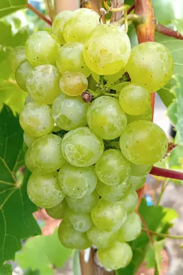 Produktbild von Weintraube Vitis Phoenix frostharte Weinrebe 80 - 100 cm