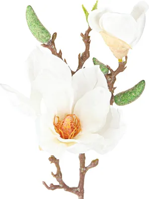 Produktbild von Dekorativer Magnolienzweig für Frühlingsdeko und Tischgestaltung, 2 Stück