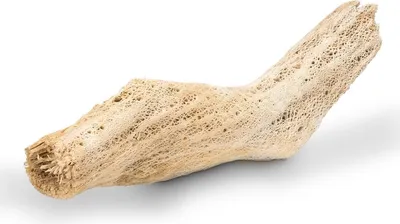 Produktbild von Kaktuswurzel Natur, Länge ca. 50-70 cm | Vuka Holz Groß
