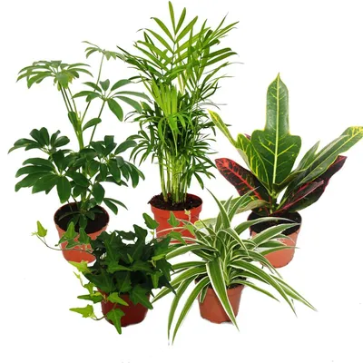 Produktbild von Großes Zimmerpflanzen Set mit 5 Pflanzen - 9cm