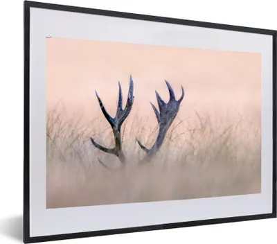 Produktbild von MuchoWow® Gerahmtes Poster Geweih - Hirsch - Gras - Natur 60x40 cm - Poster mit Schwarzem Bilderrahmen Wandposter Rahmen Foto Bilder - Schlafzimmer - Plakat in Rahmen - Drucken