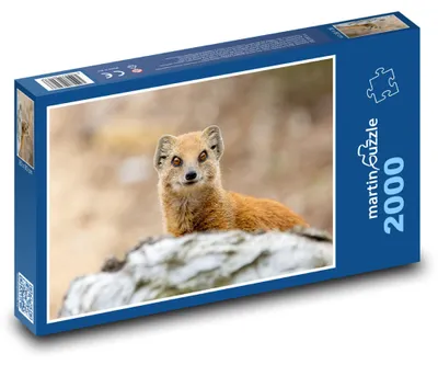 Obrázek produktu pro Puzzle 2000 Mangusta na Skále v Africe - martinpuzzle