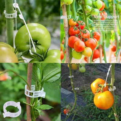 Produktbild von Pflanzenclips für Gartenpflanzen, Weinreben und Blumenstiele - 200 Stück Tomatenstützhaken - 100 Stück