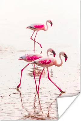 Produktbild von MuchoWow® Poster Rosa Flamingos im Wasser vor Kenia 120x180 cm - Kunstposter