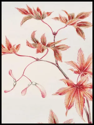 Obrázok produktu pre Plagát 60 x 80 cm Vetva Momiji, Morikaga Japonský vintage