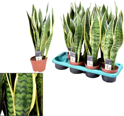 Obrázok produktu pre Sansevieria Laurentii Ø14 cm, 55 cm, sansevieria, izbová rastlina, nenáročná na starostlivosť, odolná