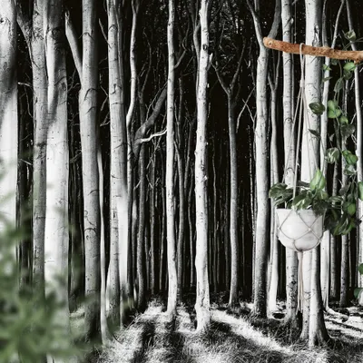 Produktbild von A.S. Création Vlies Fototapete -  Ghost Forest DD118939 Wald  Tapete