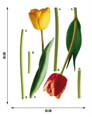 Produktbild von AG Design Wandstickers Tulpen, 65 x 85 cm