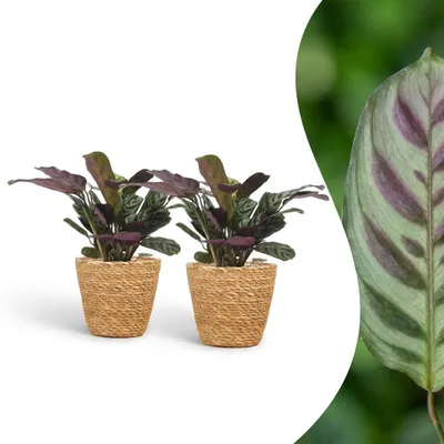 Produktbild von Ctenanthe Burle Marxii – Fischgrätenpflanze – 2 Pflanzen – mit Korb - 30cm - Ø12cm