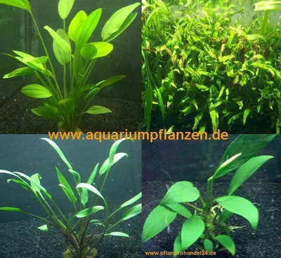 Produktbild von je 1 Topf Echinodorus, Javafarn, Anubia, Crypto