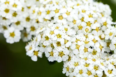 Produktbild von Spiraea arguta, Brautspiere, weiß, 80–100 cm