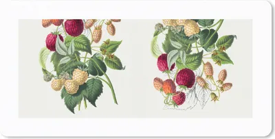 Produktbild von MuchoWow® Schreibtischunterlage Lebensmittel - Himbeere - Obst 80x40 cm - XXL Mauspad - Gaming Mauspad