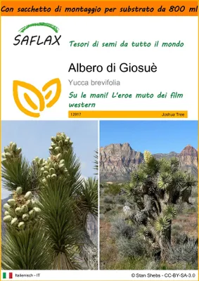 Immagine prodotto di SAFLAX Garden in the bag - Albero di Giosuè - 10 semi - Yucca