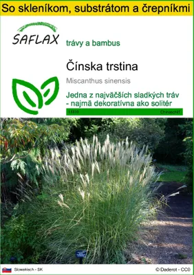 Obrázok produktu pre SAFLAX Kultivačný set - Čínska trstina - Miscanthus sinensis - 200 Semená - S mini skleníkom, pestovateľským substrátom a 2 črepníkmi