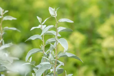 Produktbild von Elaeagnus commutata 'Zempin', Silberbeere, silbrig, 80–100 cm