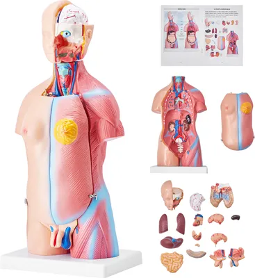 Obrázek produktu pro SucceBuy 18palcový model lidského těla, 23dílný anatomický trup s vyjímatelnými orgány, výuková pomůcka pro unisex pro výuku a vystavování přírodních věd