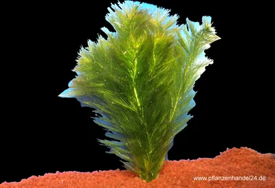 Produktbild von 1 Bund Myriophyllum elatinoides tannenblattähnlich