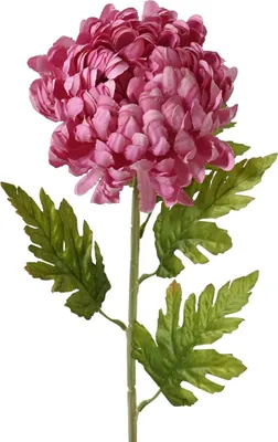 Produktbild von EVERLANDS Chrysantheme Großblumig Rosa Ø 15 cm 74 cm - Kunstblumen