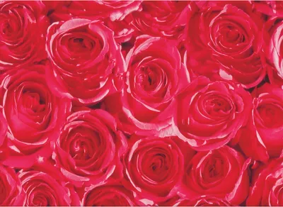 Produktbild von Klebefolie - Möbelfolie - rote Rosen - Dots - 45 cm x 1500 cm Nachbildungfolie