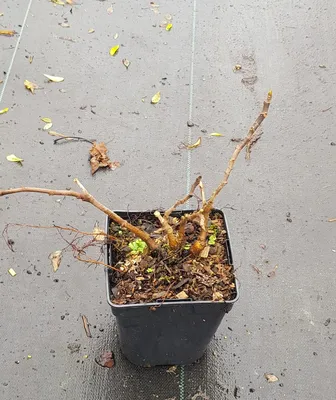 Image de Ficus carica 'Francuesco' / Figuier 'Francuesco'