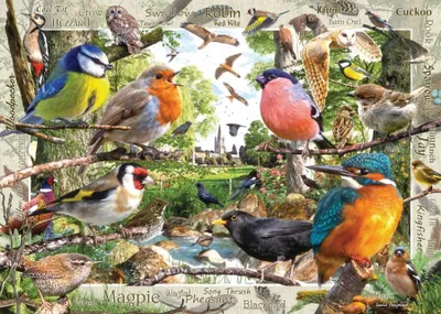 Image de Ravensburger Our Feathered Friends, 1000 szt., Animals, 12 lat(a)