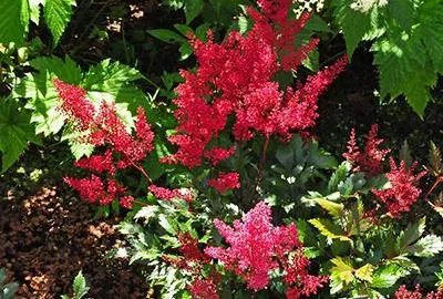 Obrázok produktu pre 6 x Astilbe (j) 'Red Sentinel' - nádherná spirea - kvetináč 9 x 9 cm
