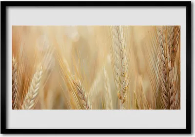 Produktbild von Bild 100x70 MDF-Rahmen Wandkunst Weizenpflanze Natur