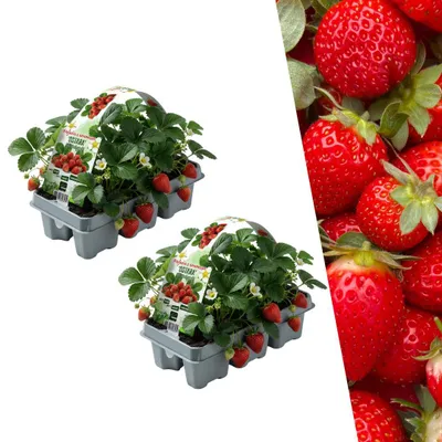 Produktbild von Plants by Frank | 12 Erdbeerpflanzen 100%  | Fragaria | Obstgarten | Obstpflanzen | Pflanzen | Gartenpflanzen