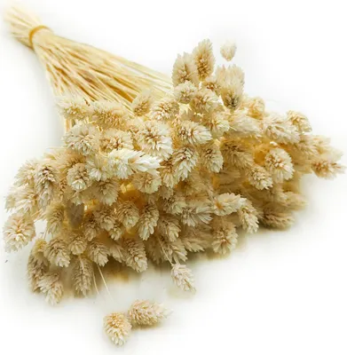 Produktbild von Phalaris Getrocknete - Kanariengras - Gebleichte