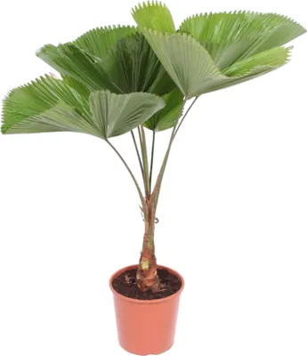 Produktbild von Palma paprskovitá - Licuala Grandis - pokojová rostlina - 140cm - ø27cm