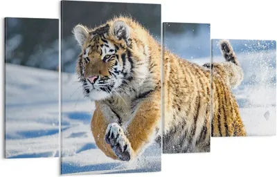 Produktbild von Bild auf Leinwand - Leinwandbild - tiger tier - 120x70cm - Wand Bild - Wanddeko - Wandbilder - Leinwanddruck - Bilder - Kunstdruck - Wanddekoration - Leinwand bilder - Wandkunst - DL120x70-3928