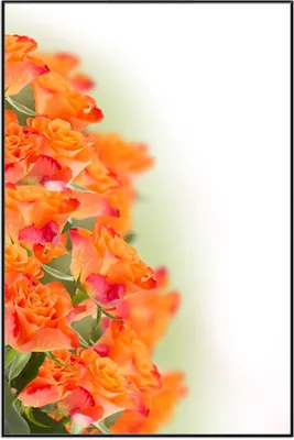 Produktbild von Wallario Wandbild Orangene Rosenblüten im Strauß, Größe: 61 x 91,50 cm, Poster mit schwarzem Aluminiumrahmen