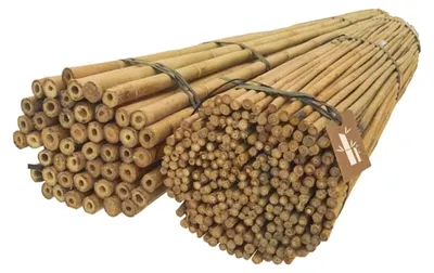 Produktbild von DIXIE STORE Bambusstangen Set Blumenstützen - 100 Stück 120 cm 8/10 mm
