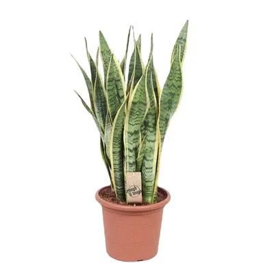 Obrázok produktu pre Gardners Sansevieria trifasciata Laurentii, priemer 25 cm